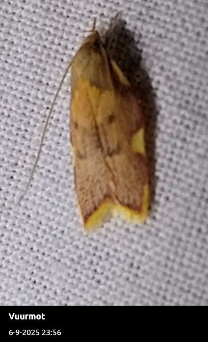 Cees Heijdel - grunotuin_nachtvlinders_2025/01.jpg