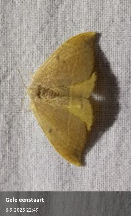 Cees Heijdel - grunotuin_nachtvlinders_2025/02.jpg