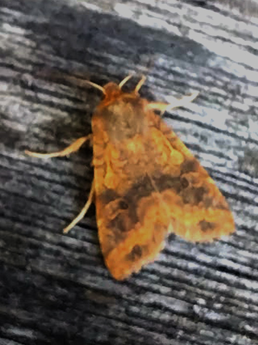 Cees Heijdel - grunotuin_nachtvlinders_2025/04.jpg