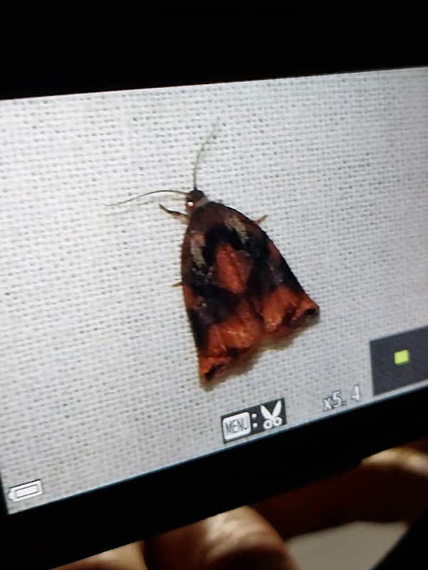 Cees Heijdel - grunotuin_nachtvlinders_2025/11.jpg